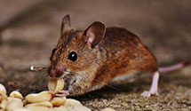 24 Hour & Emergency Exterminators in Saukville, WI